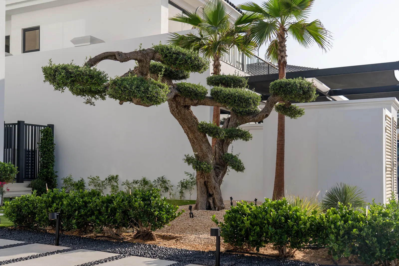 Clipped hedging and palms against the boundary wall