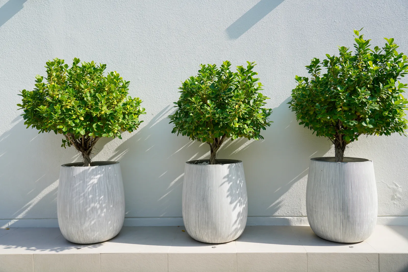 Three clipped standards in white planters