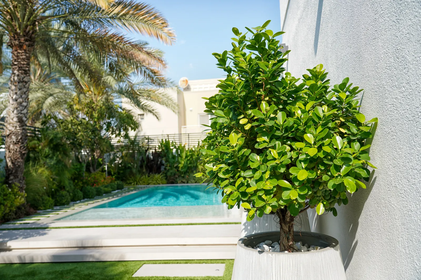 Shaped tree in a raised planter at the water