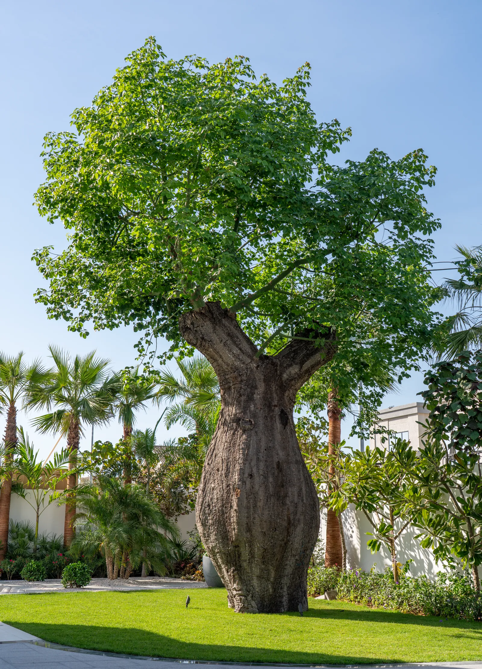 Mature bottle tree standing as a specimen against the palms