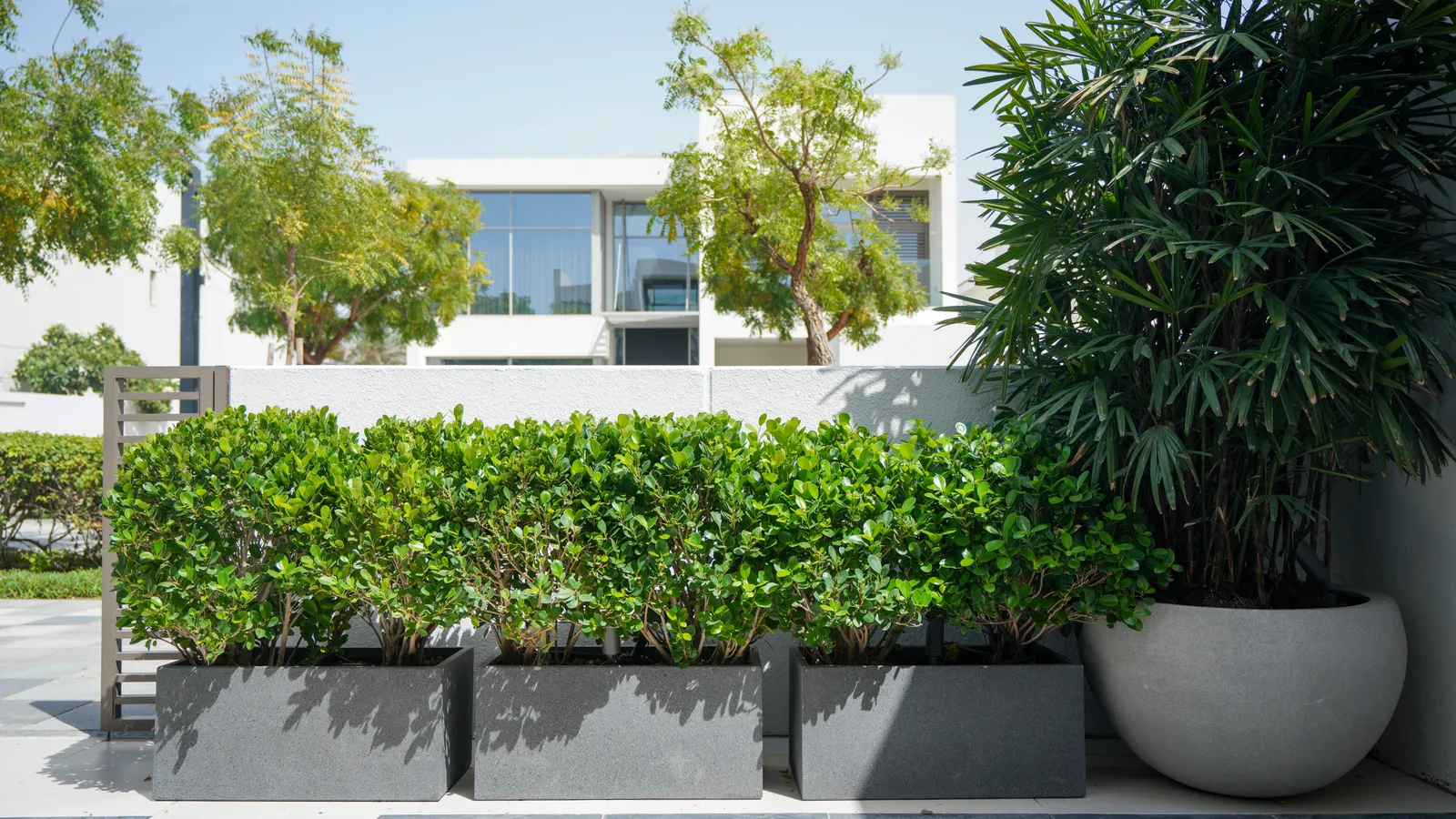 Low hedge screen running along the terrace edge