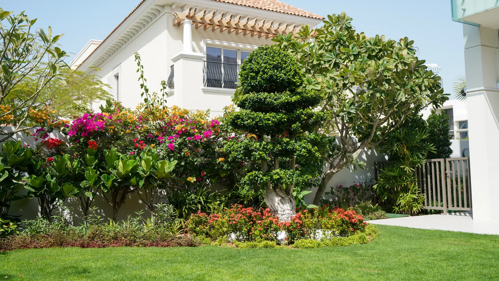 Bougainvillea and clipped topiary framing the lawn