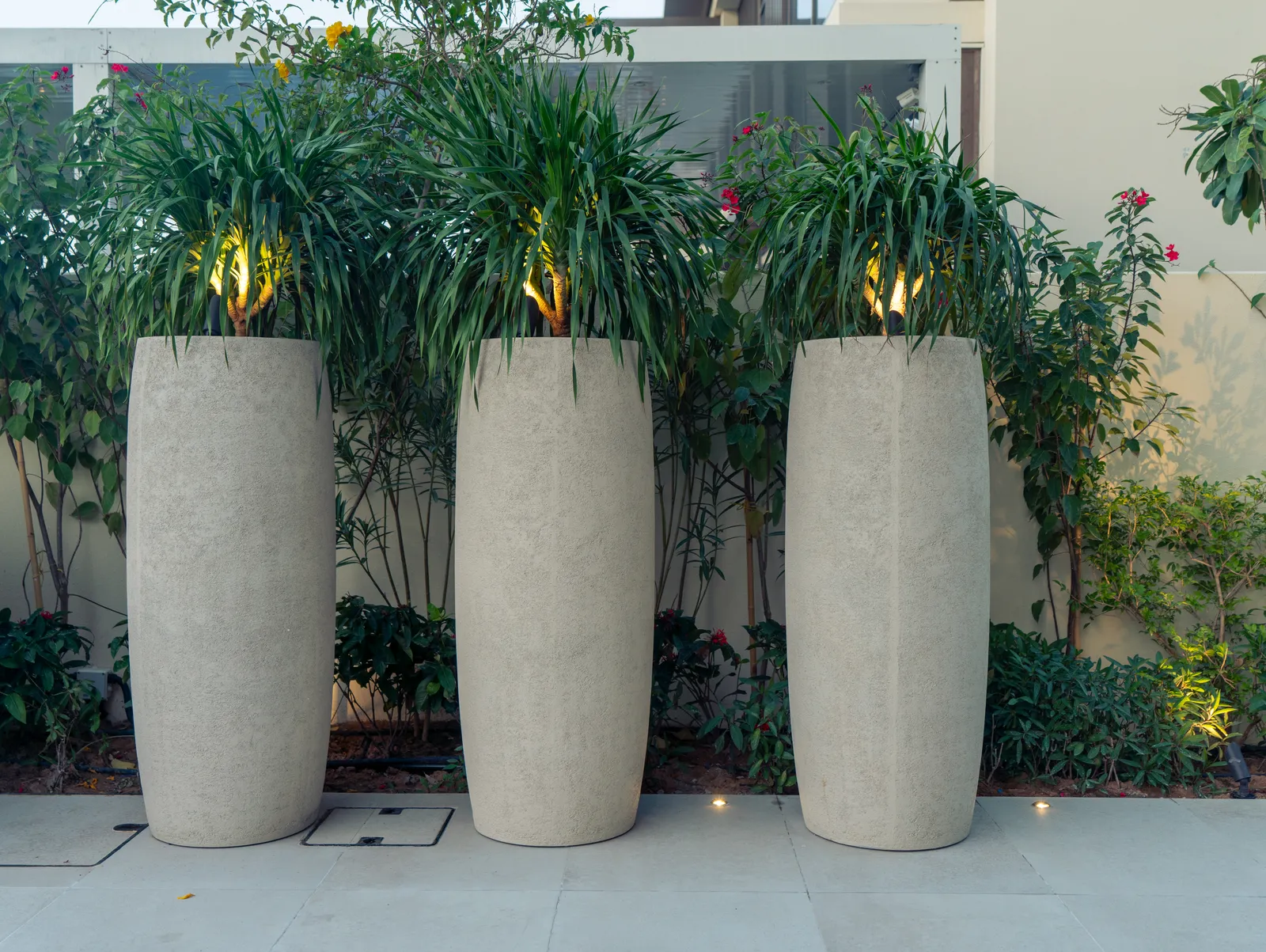 Three tall planters of ornamental grass, uplit at night