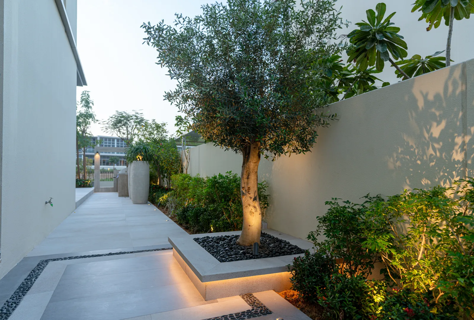 Lit specimen olive in a raised planter along the side terrace